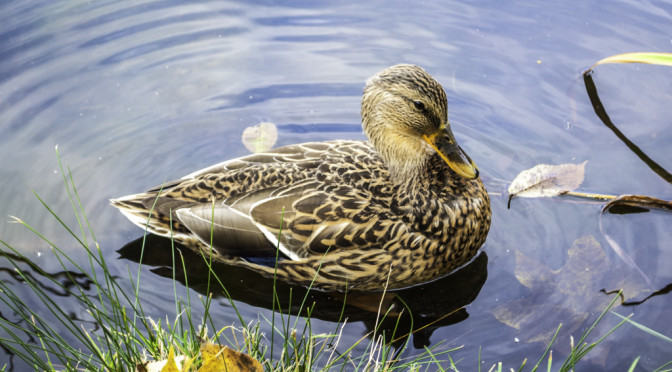 The duck