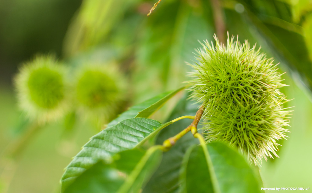 青栗 - chestnut
