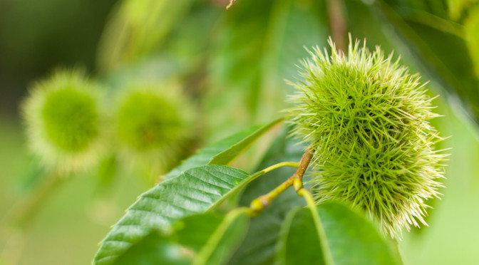 青栗 – chestnut