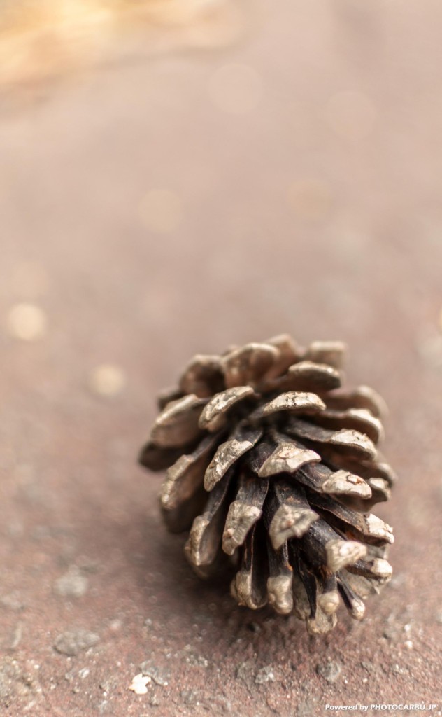 まつぼっくり - pinecone