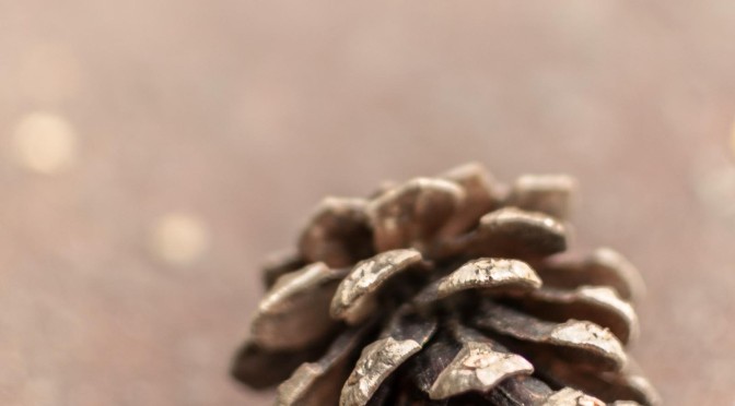 まつぼっくり – pinecone