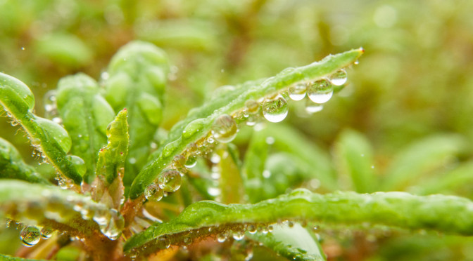水玉 – dewdrop