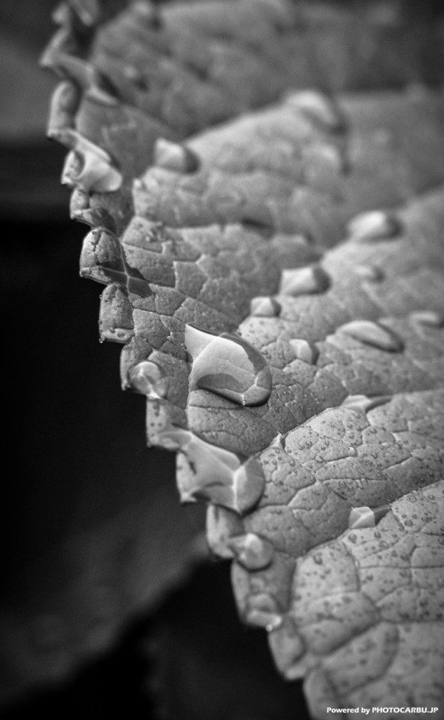 5day B&W challenge - 4/5 無色の雫