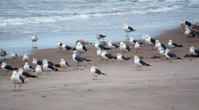 スヤスヤかもめ – Sleeping gull