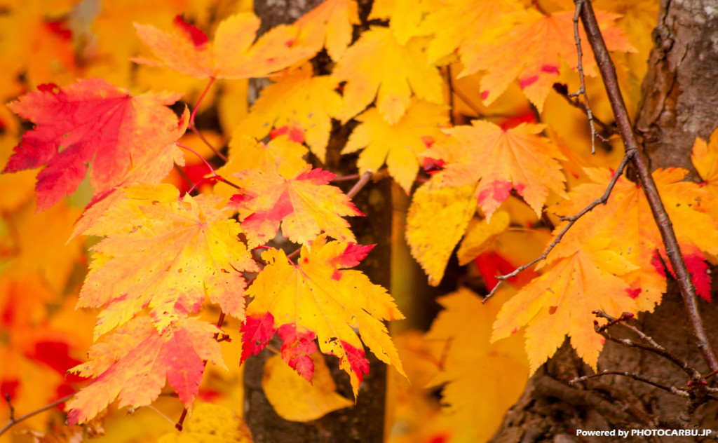 紅葉