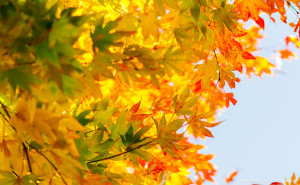 秋のグラデーション – Autumn gradation