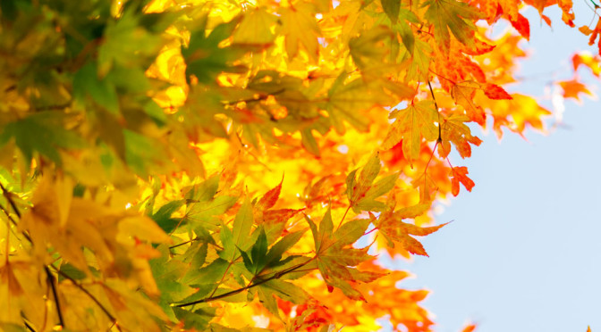 秋のグラデーション – Autumn gradation