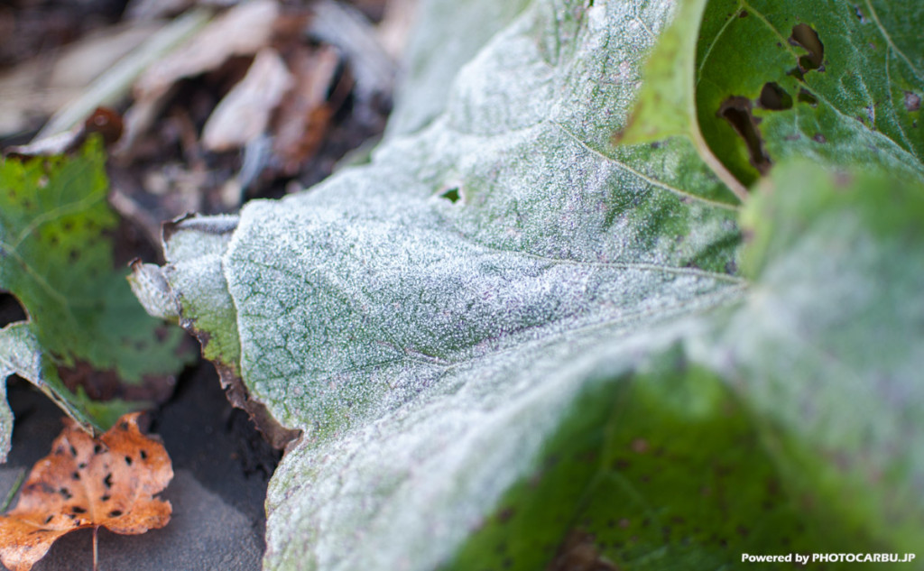 初霜 - The first frost of the season