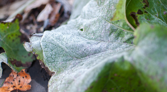 初霜 – The first frost of the season