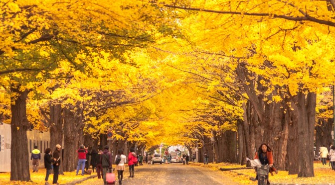北海道大学イチョウ並木2014