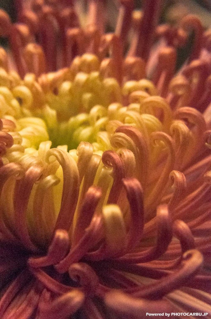 菊のマクロその１