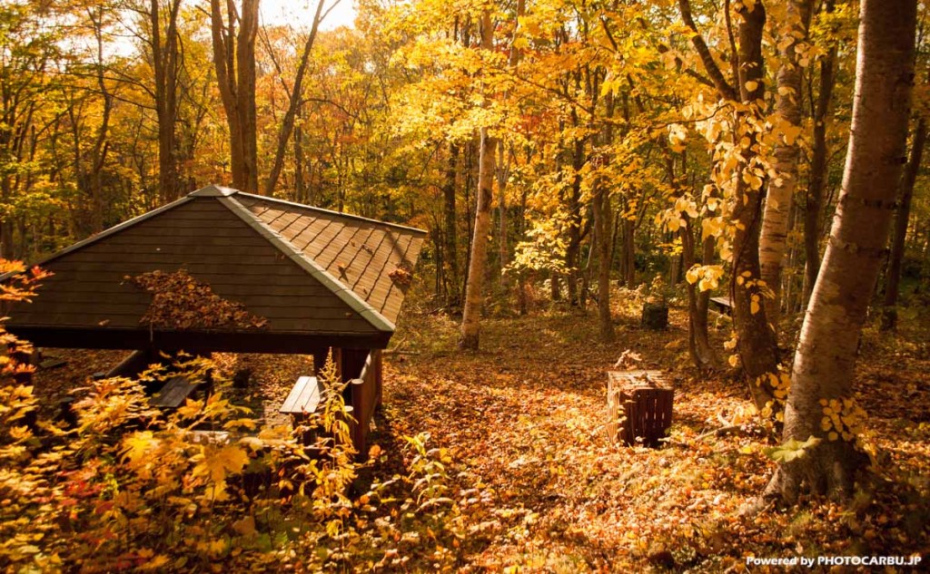 落ち葉公園 - Fallen leaves park