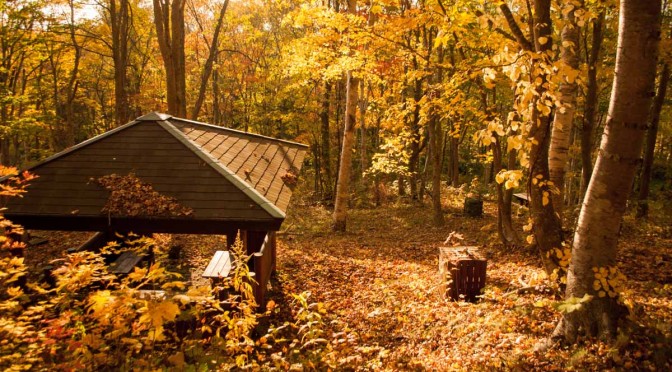 落ち葉公園 – Fallen leaves park