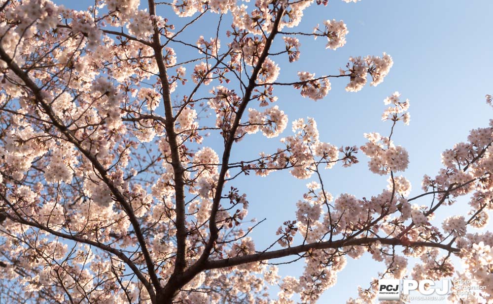 桜の木