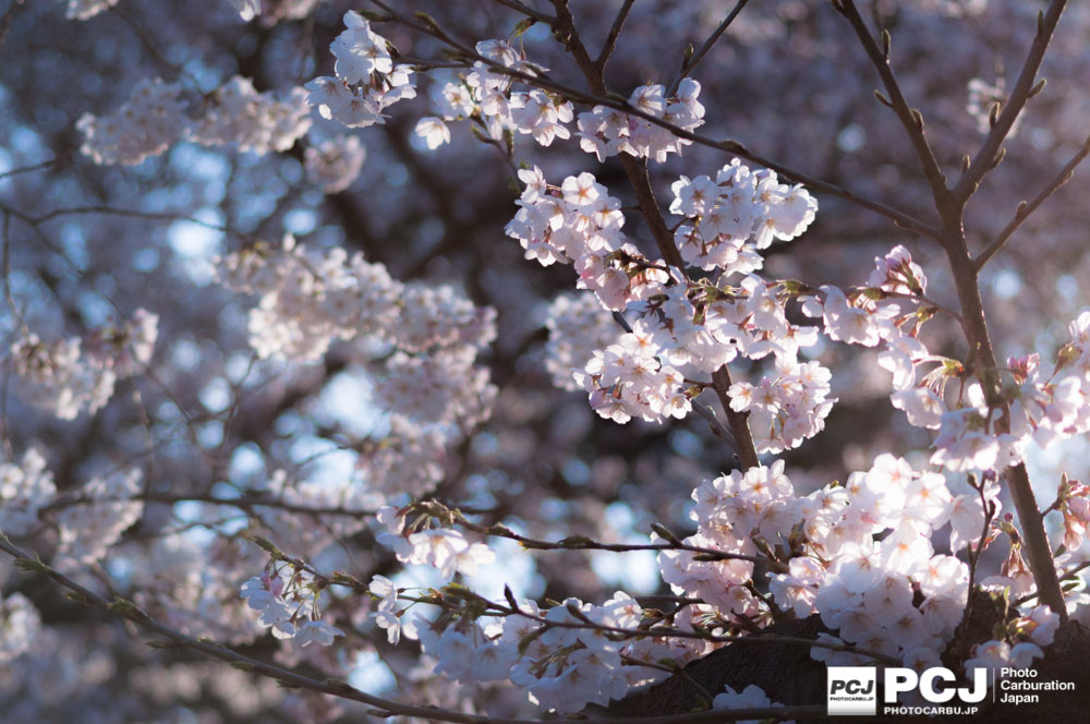 光が当たる桜