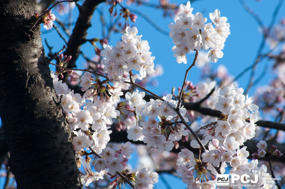 晴れ間をバックにした桜