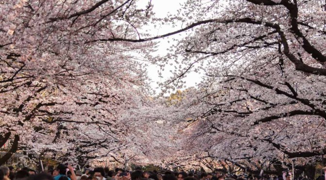 東京・上野公園の桜アーチが綺麗すぎてヤバイ!