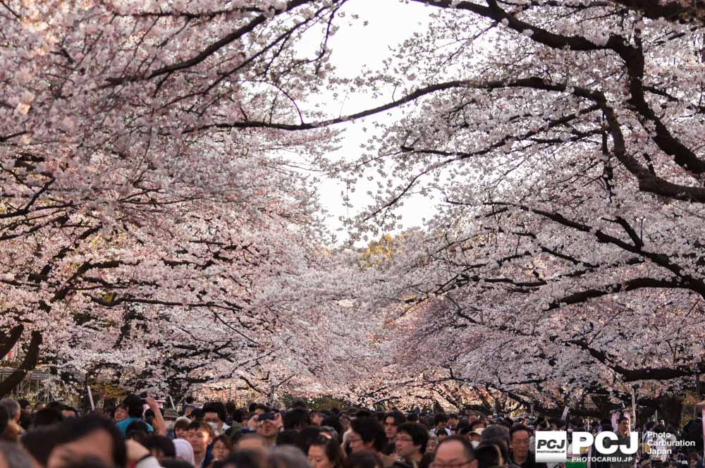 桜のアーチ
