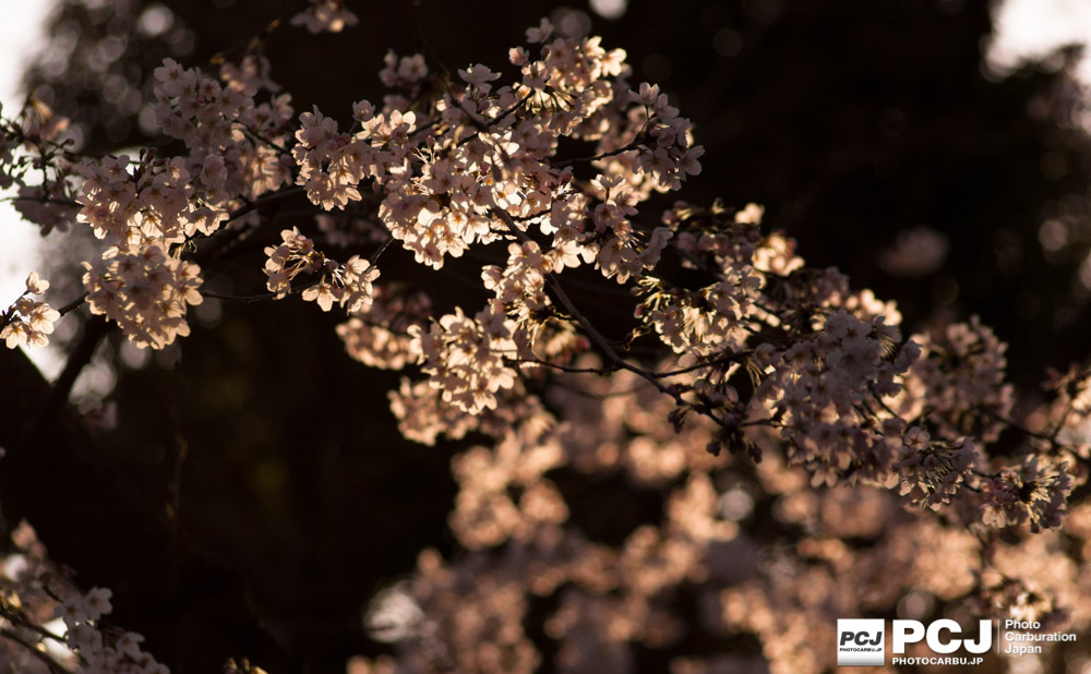 ぼんぼりの明かりに照らされた桜