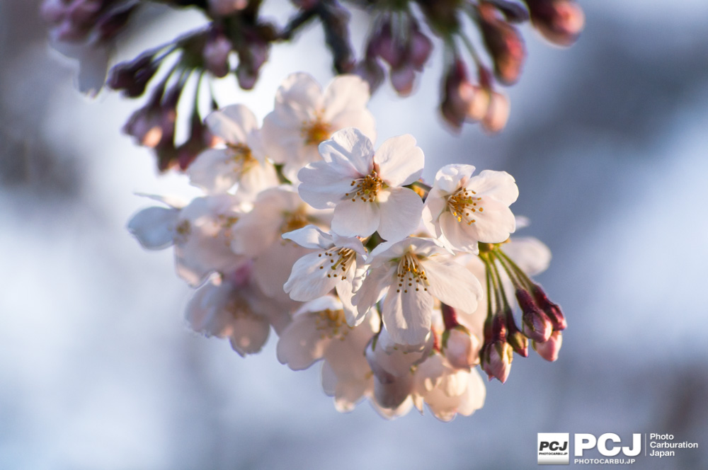 ズームレンズで桜を狙う