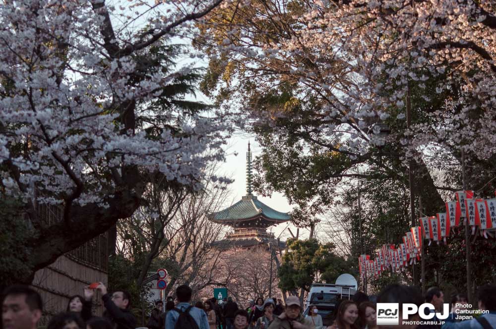 五重塔と桜