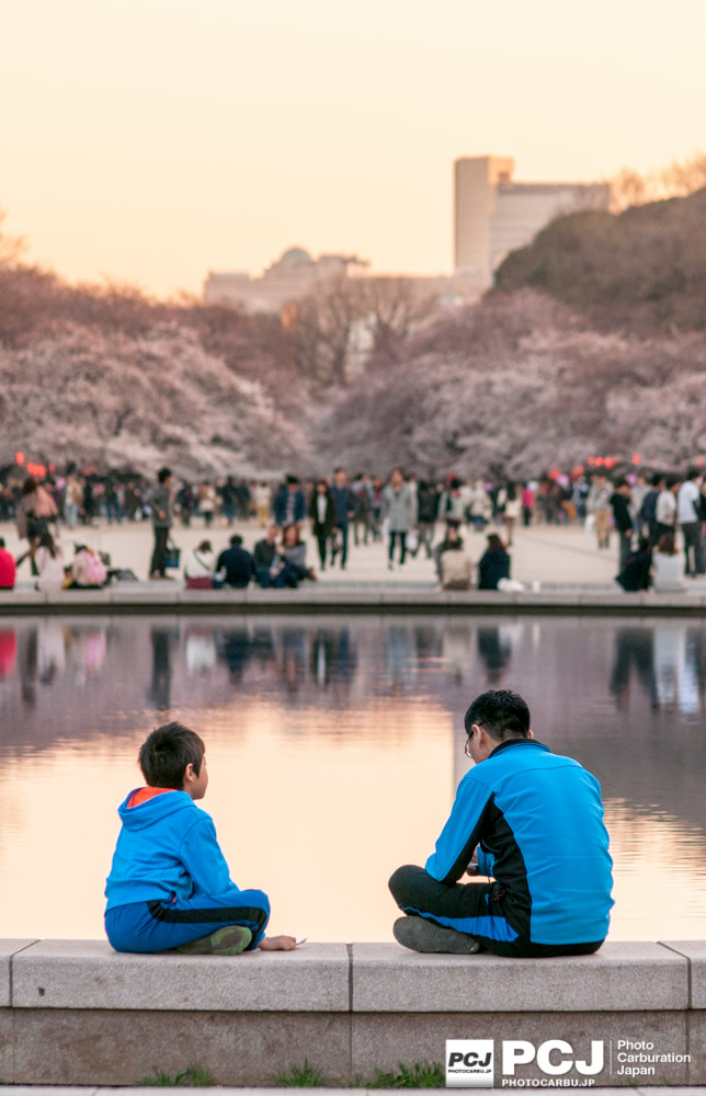 大噴水池から見える桜のアーチ