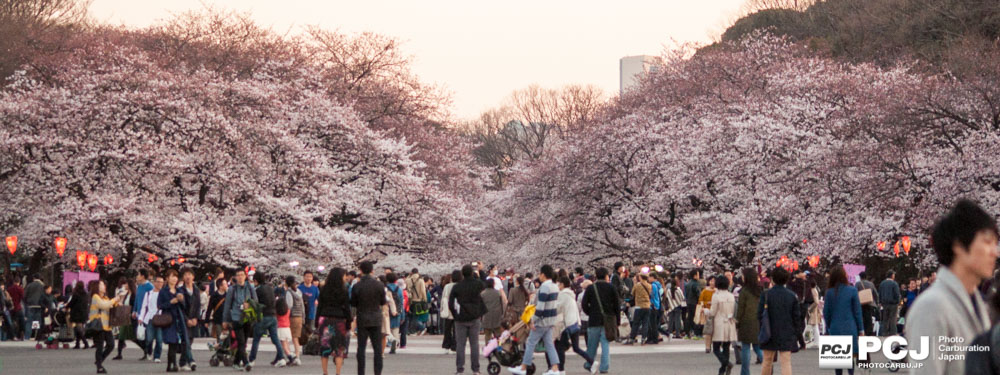 アーチに入る前の桜