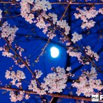 三脚を使った桜の撮影