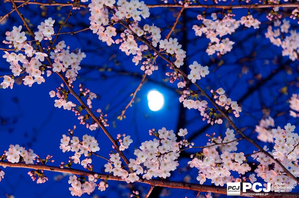 三脚を使った桜の撮影