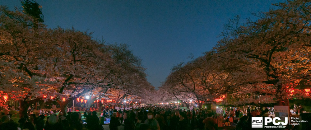 夜桜アーチ
