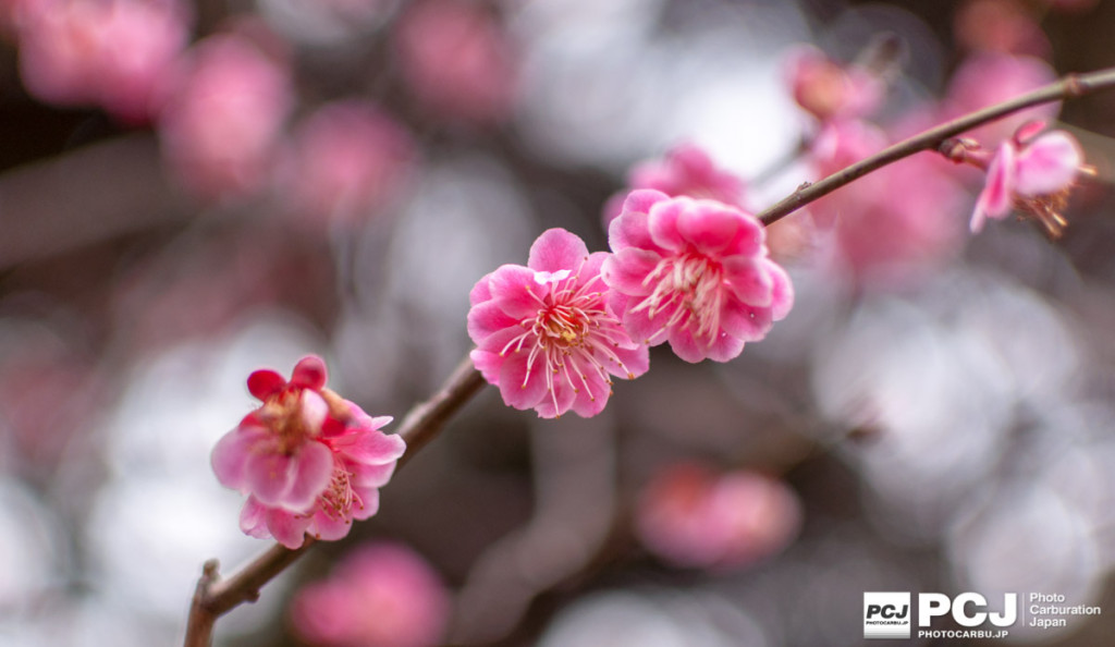 赤の桜の木