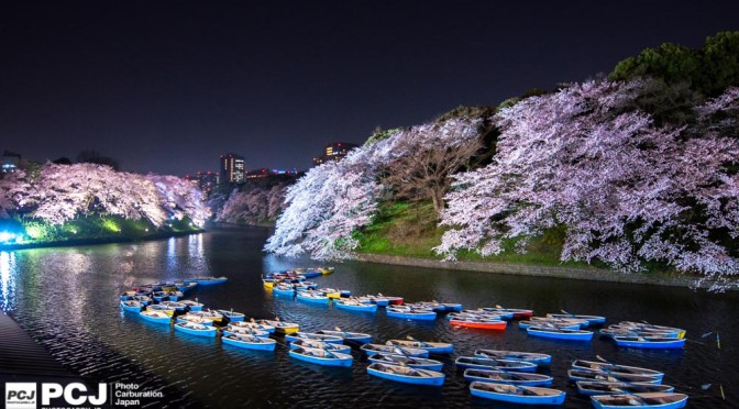 水辺の桜が美しい!千鳥ヶ淵 – 目黒川の夜桜と花筏