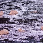 流れで乱れる花筏
