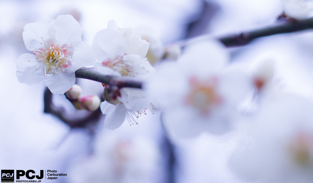 白梅003