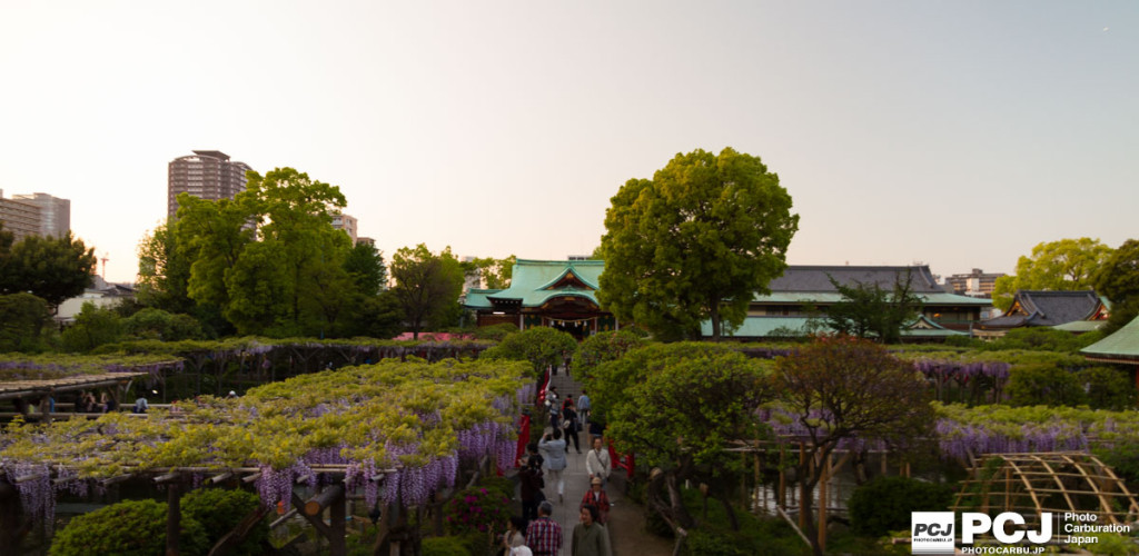 亀戸天神社藤まつり2015