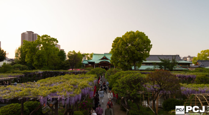 亀戸天神社藤まつり2015に行ってみた!