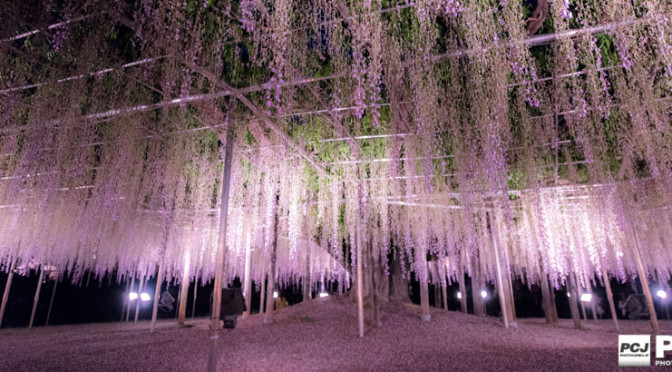 足利フラワーパーク – 藤を見に・撮りに