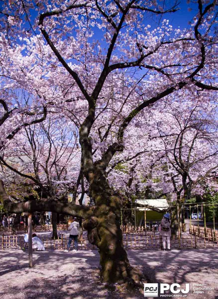 桜の木