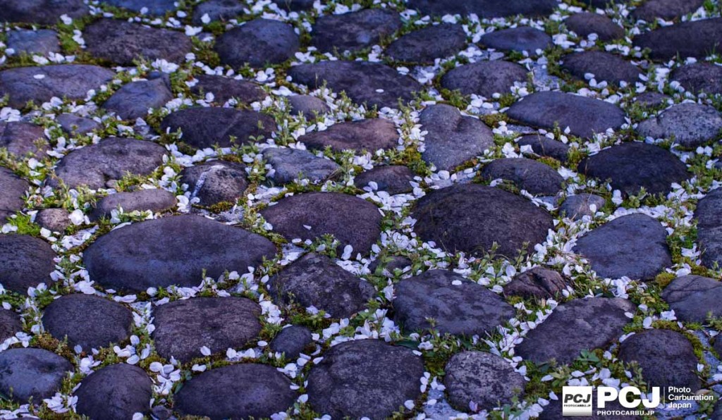 足元に咲く桜