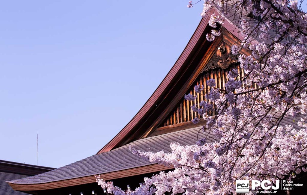 能楽堂と開花標本(基準)木
