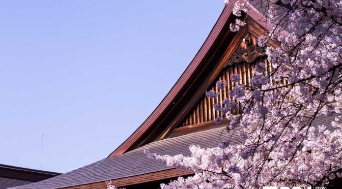 さくらとともに靖国神社参拝(ー人ー)