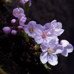 木の幹から咲く桜