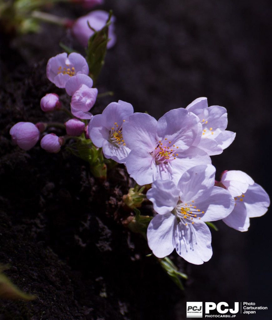 木の幹から咲く桜