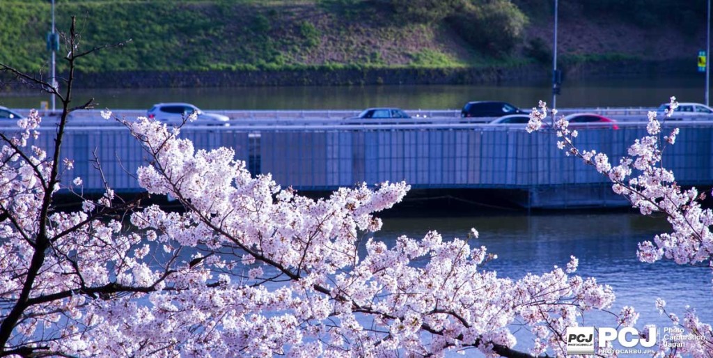 桜の道。