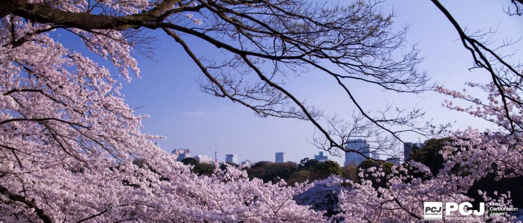 桜からのぞむ都会の街
