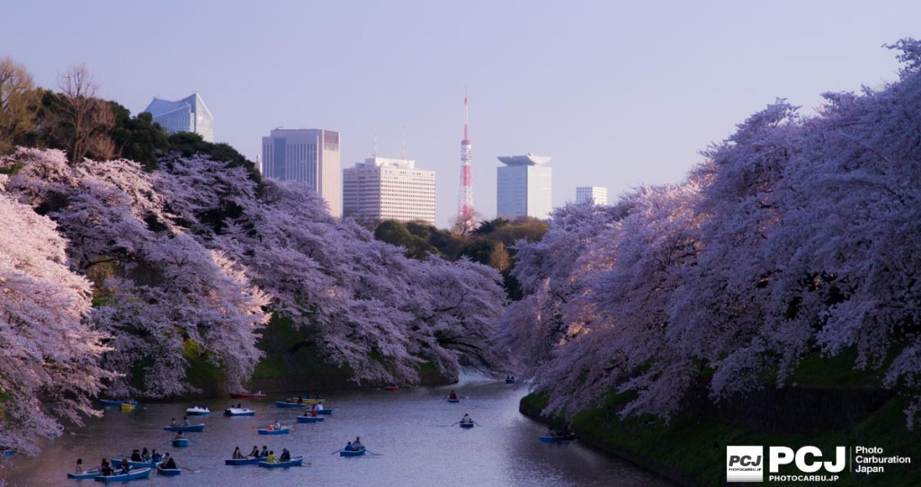 東京タワーを彩る満開の桜