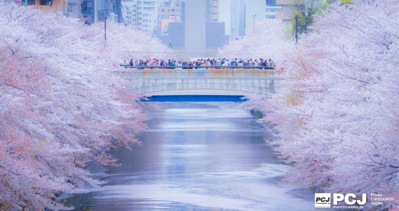 花筏を眺める人々