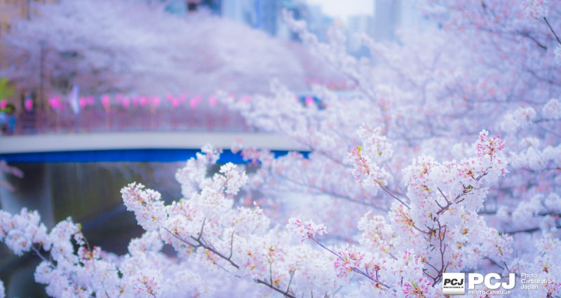 桜にもフォーカスを!(笑)