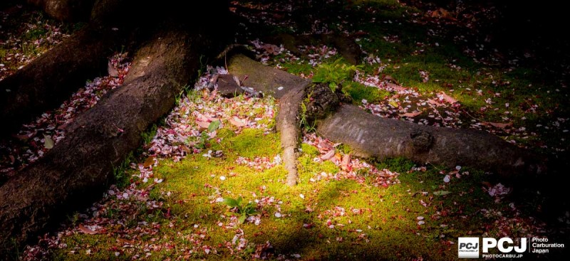 桜の樹の下で