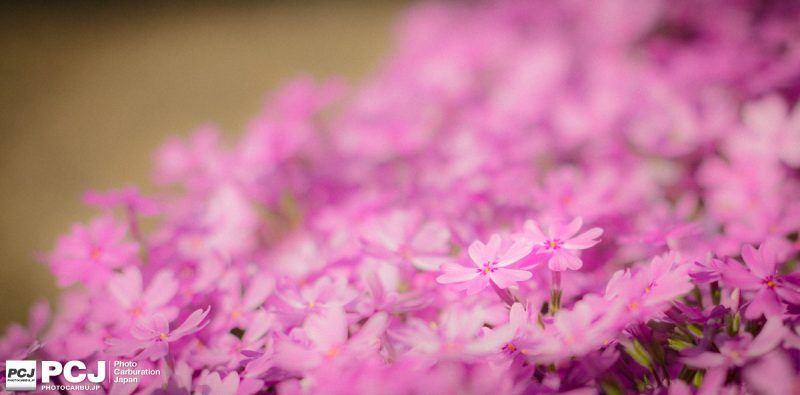 芝桜